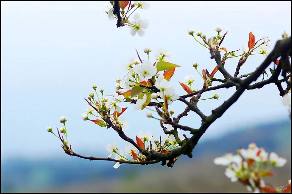 【春天,广西桂林灌阳县向您发出邀请!】我们在灌阳看梨花 - 游山玩水 - 石家庄生活社区 - 石家庄28生活网 sjz.28life.com