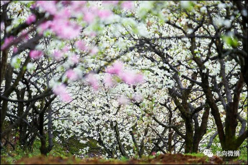 【春天,广西桂林灌阳县向您发出邀请!】我们在灌阳看梨花 - 游山玩水 - 石家庄生活社区 - 石家庄28生活网 sjz.28life.com
