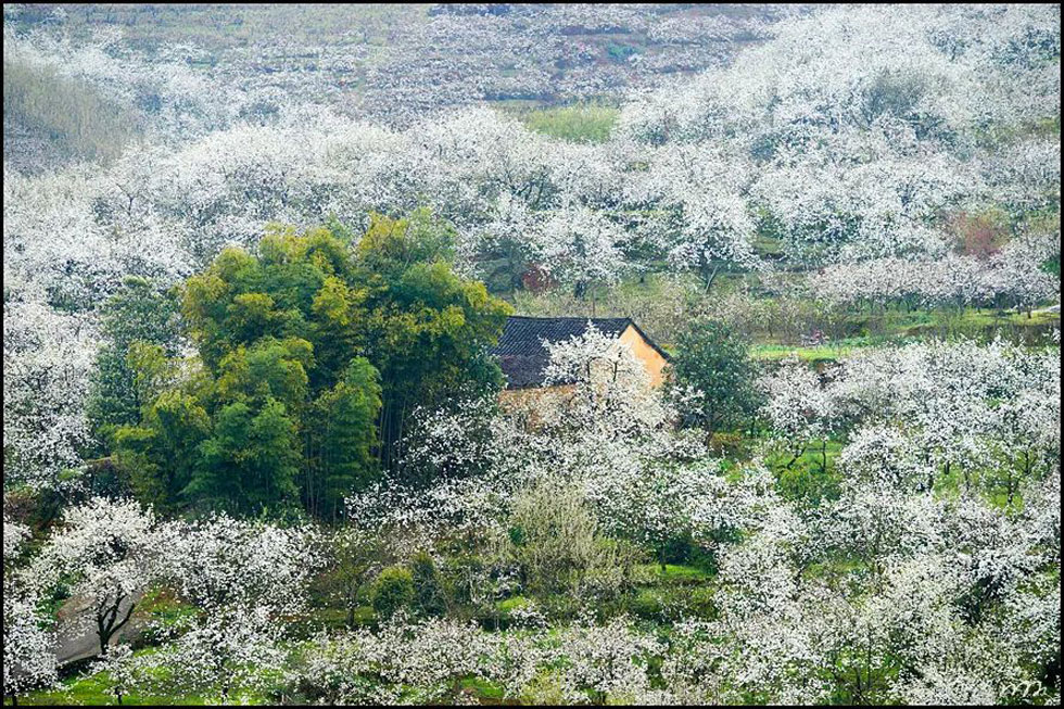 【春天,广西桂林灌阳县向您发出邀请!】我们在灌阳看梨花 - 游山玩水 - 石家庄生活社区 - 石家庄28生活网 sjz.28life.com