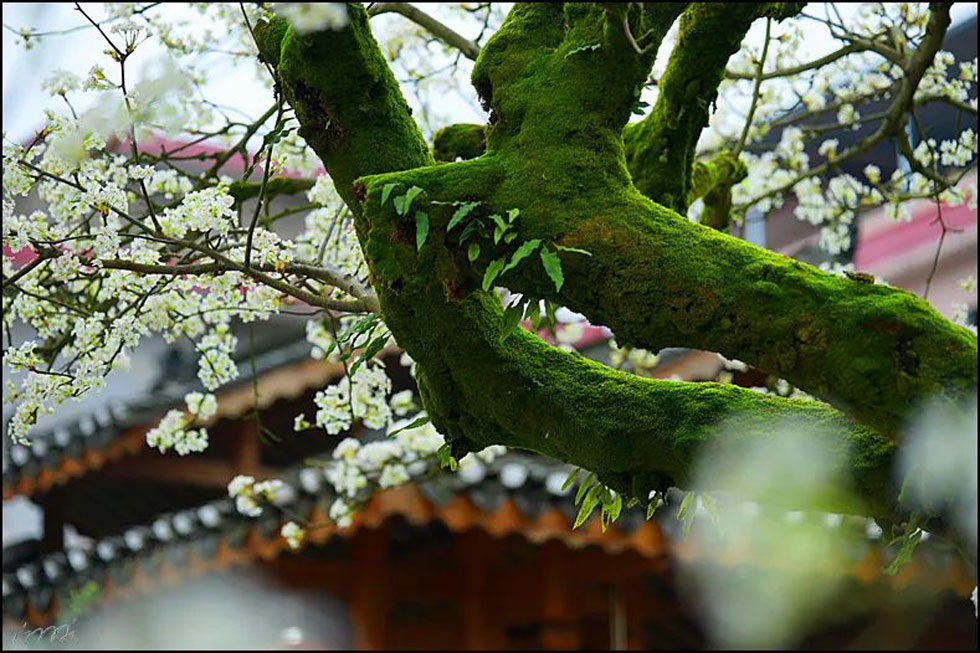 【春天,广西桂林灌阳县向您发出邀请!】我们在灌阳看梨花 - 游山玩水 - 石家庄生活社区 - 石家庄28生活网 sjz.28life.com