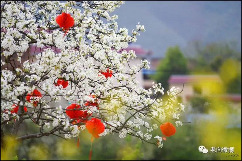 【春天,广西桂林灌阳县向您发出邀请!】我们在灌阳看梨花 - 游山玩水 - 石家庄生活社区 - 石家庄28生活网 sjz.28life.com