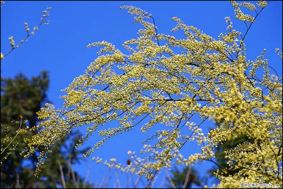 【春天,广西桂林灌阳县向您发出邀请!】米珠山前有片山苍子花在飘香 - 游山玩水 - 石家庄生活社区 - 石家庄28生活网 sjz.28life.com