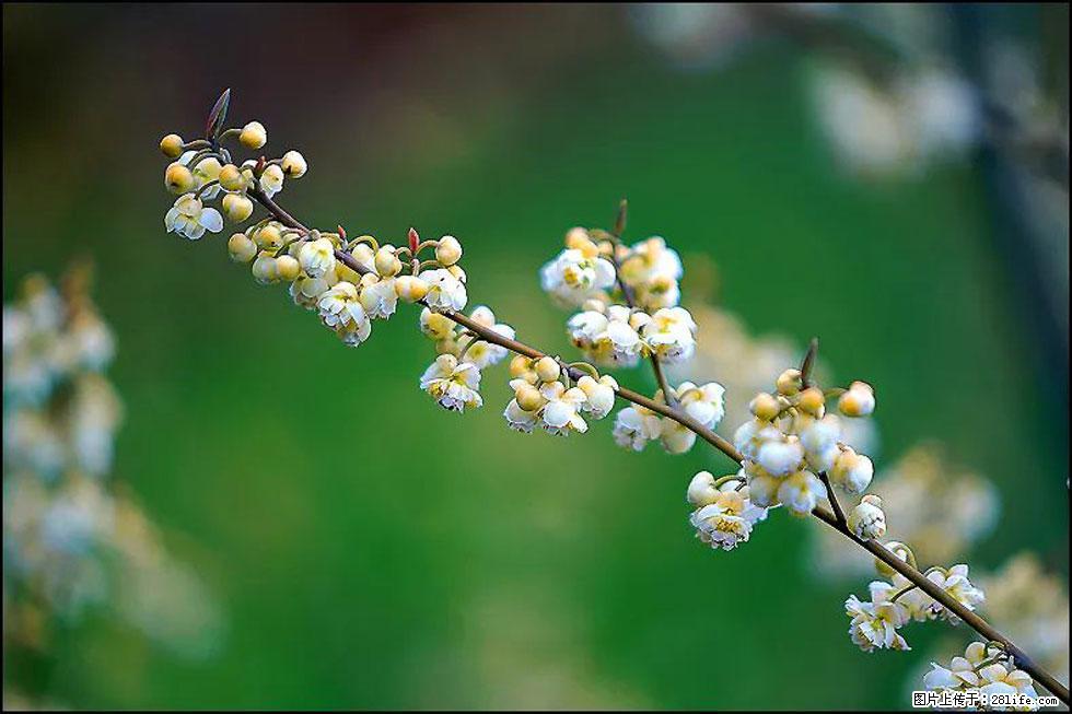 【春天,广西桂林灌阳县向您发出邀请!】米珠山前有片山苍子花在飘香 - 游山玩水 - 石家庄生活社区 - 石家庄28生活网 sjz.28life.com