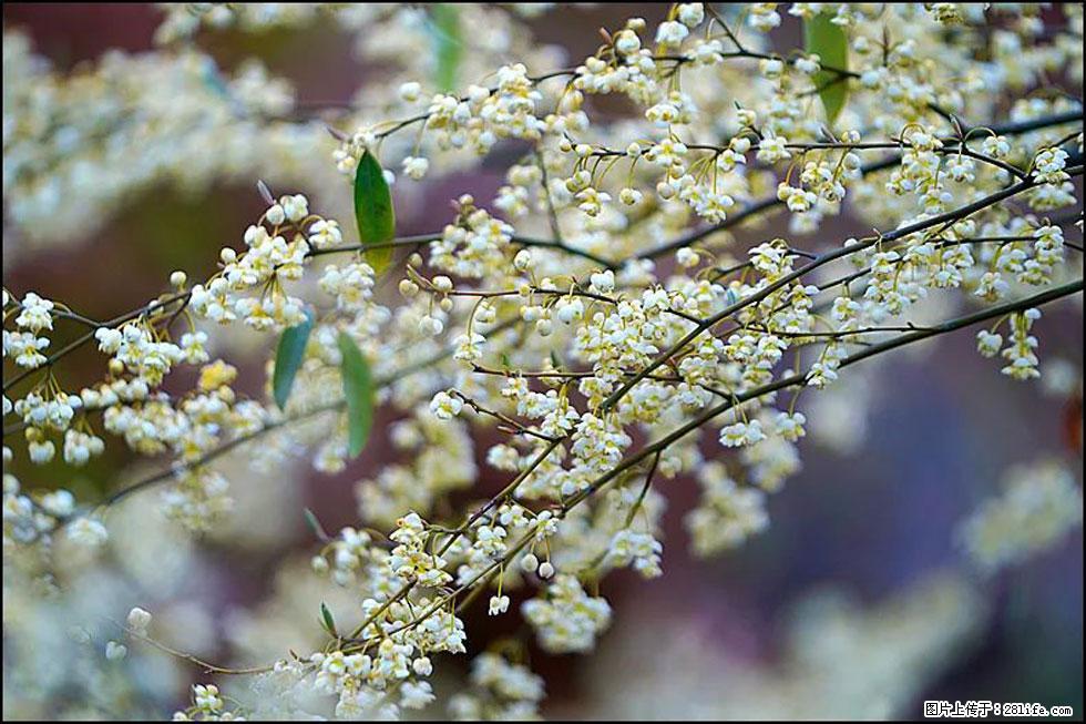 【春天,广西桂林灌阳县向您发出邀请!】米珠山前有片山苍子花在飘香 - 游山玩水 - 石家庄生活社区 - 石家庄28生活网 sjz.28life.com