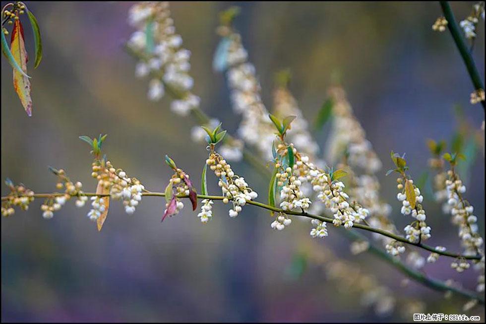 【春天,广西桂林灌阳县向您发出邀请!】米珠山前有片山苍子花在飘香 - 游山玩水 - 石家庄生活社区 - 石家庄28生活网 sjz.28life.com