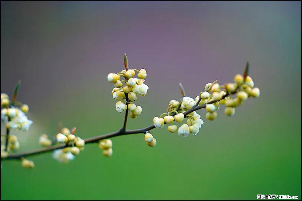 【春天,广西桂林灌阳县向您发出邀请!】米珠山前有片山苍子花在飘香 - 游山玩水 - 石家庄生活社区 - 石家庄28生活网 sjz.28life.com