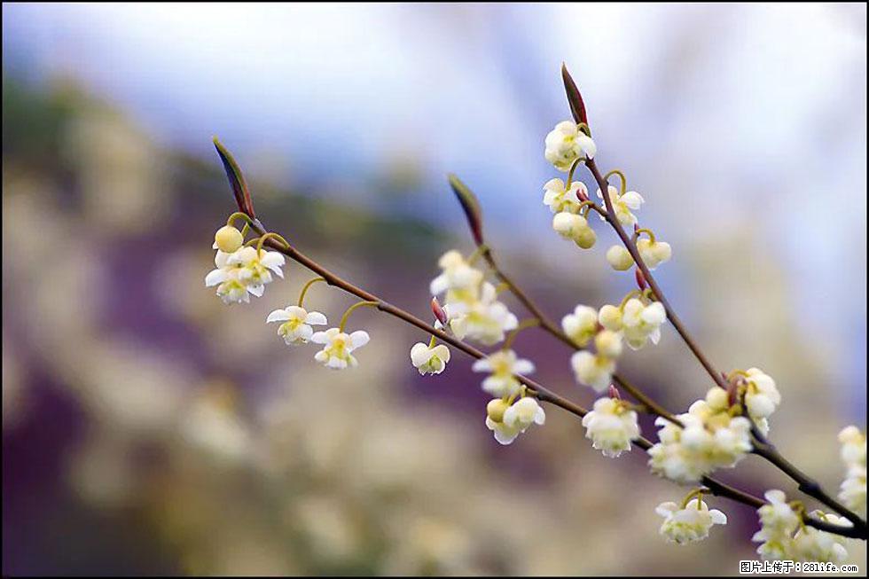 【春天,广西桂林灌阳县向您发出邀请!】米珠山前有片山苍子花在飘香 - 游山玩水 - 石家庄生活社区 - 石家庄28生活网 sjz.28life.com