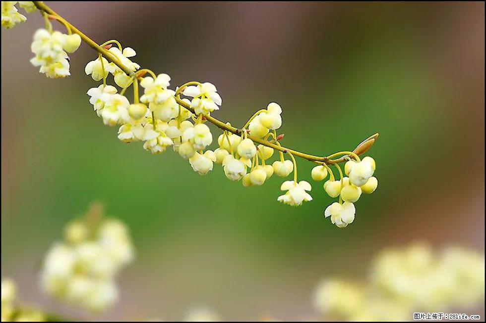【春天,广西桂林灌阳县向您发出邀请!】米珠山前有片山苍子花在飘香 - 游山玩水 - 石家庄生活社区 - 石家庄28生活网 sjz.28life.com