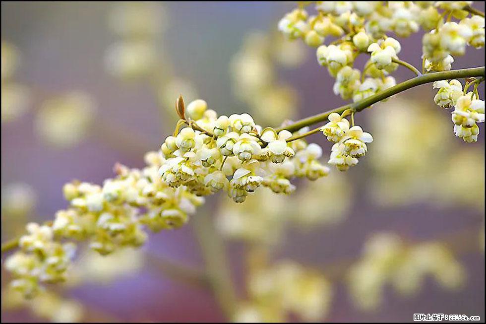 【春天,广西桂林灌阳县向您发出邀请!】米珠山前有片山苍子花在飘香 - 游山玩水 - 石家庄生活社区 - 石家庄28生活网 sjz.28life.com