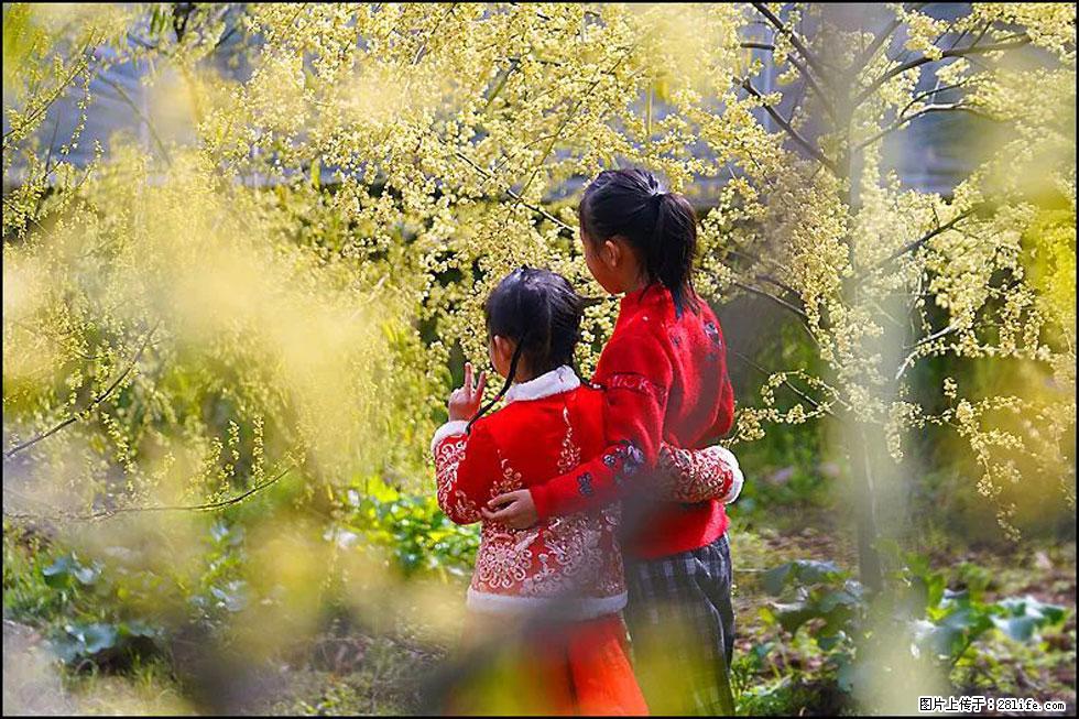 【春天,广西桂林灌阳县向您发出邀请!】米珠山前有片山苍子花在飘香 - 游山玩水 - 石家庄生活社区 - 石家庄28生活网 sjz.28life.com