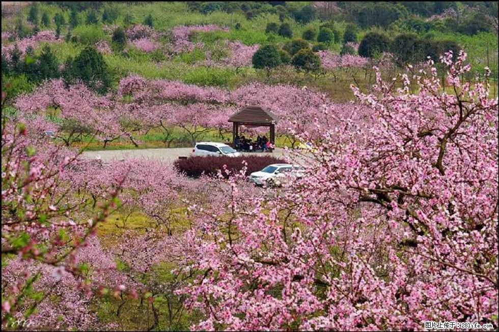 【春天，广西桂林灌阳县向您发出邀请！】官庄村有个醉美的桃花园 - 游山玩水 - 石家庄生活社区 - 石家庄28生活网 sjz.28life.com