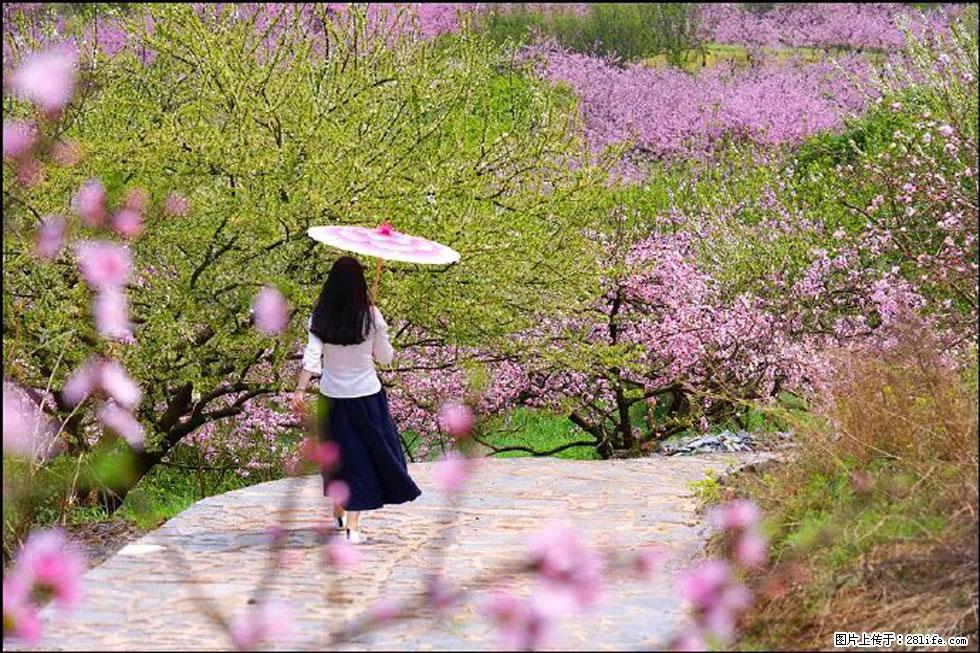 【春天，广西桂林灌阳县向您发出邀请！】官庄村有个醉美的桃花园 - 游山玩水 - 石家庄生活社区 - 石家庄28生活网 sjz.28life.com