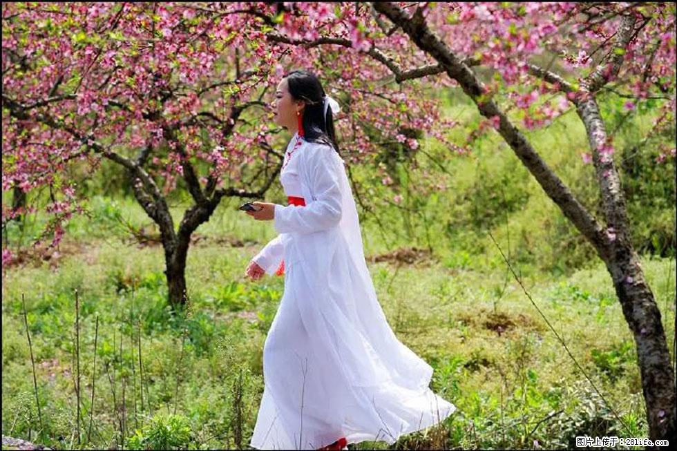 【春天，广西桂林灌阳县向您发出邀请！】官庄村有个醉美的桃花园 - 游山玩水 - 石家庄生活社区 - 石家庄28生活网 sjz.28life.com