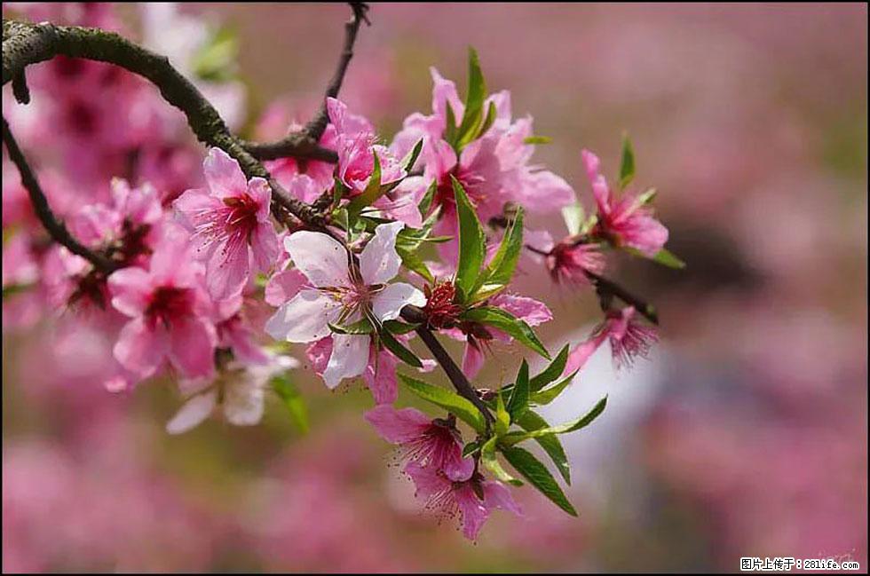 【春天，广西桂林灌阳县向您发出邀请！】官庄村有个醉美的桃花园 - 游山玩水 - 石家庄生活社区 - 石家庄28生活网 sjz.28life.com