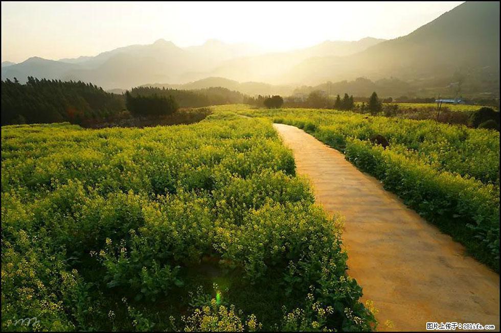 【春天,广西桂林灌阳县向您发出邀请!】长坪村油菜盛情花开 - 游山玩水 - 石家庄生活社区 - 石家庄28生活网 sjz.28life.com
