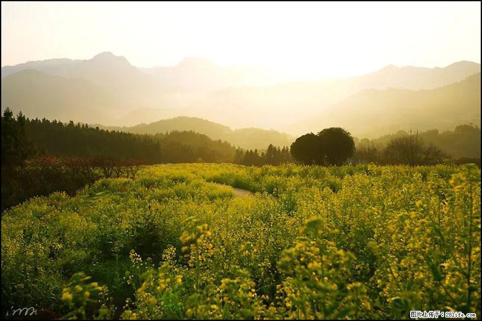 【春天,广西桂林灌阳县向您发出邀请!】长坪村油菜盛情花开 - 游山玩水 - 石家庄生活社区 - 石家庄28生活网 sjz.28life.com