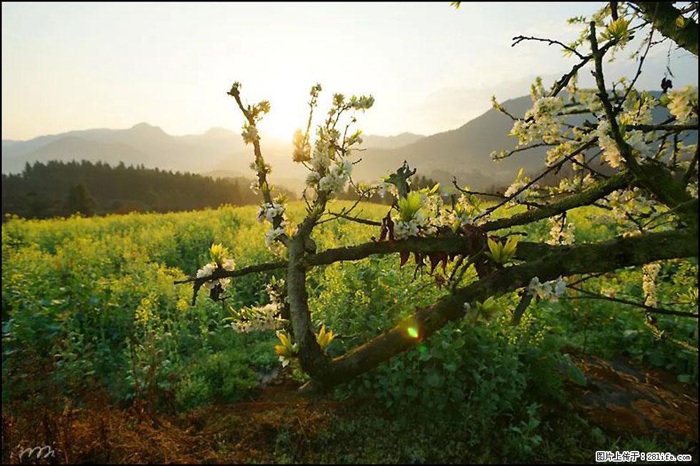 【春天,广西桂林灌阳县向您发出邀请!】长坪村油菜盛情花开 - 游山玩水 - 石家庄生活社区 - 石家庄28生活网 sjz.28life.com