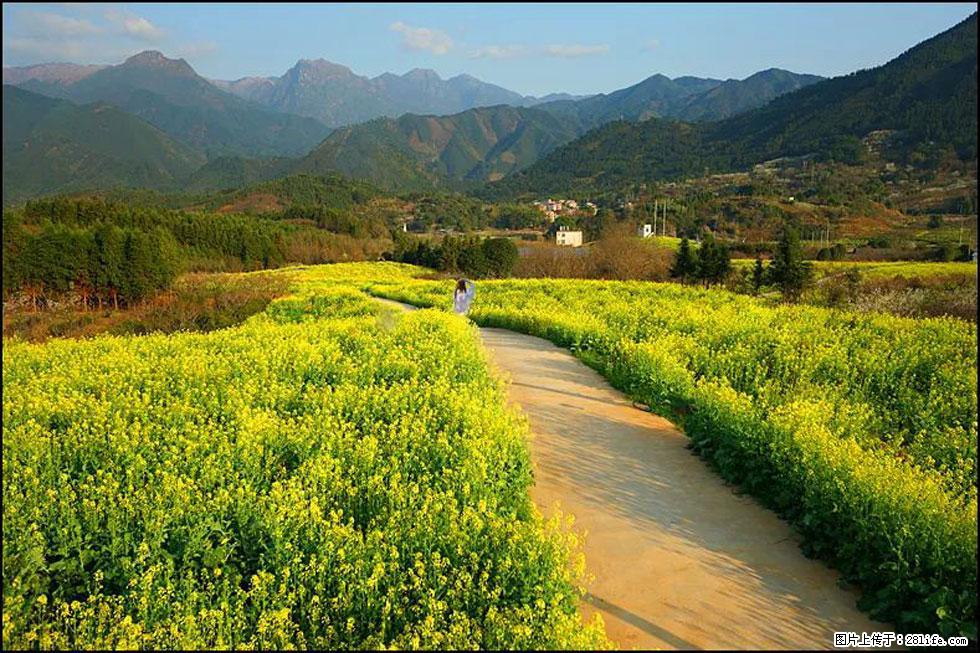 【春天,广西桂林灌阳县向您发出邀请!】长坪村油菜盛情花开 - 游山玩水 - 石家庄生活社区 - 石家庄28生活网 sjz.28life.com