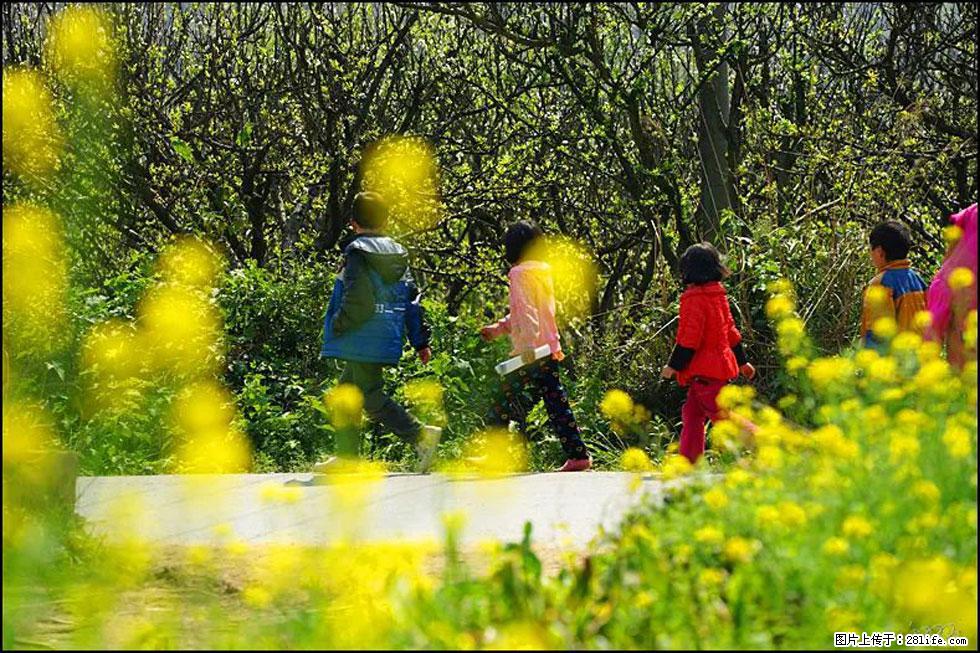 【春天,广西桂林灌阳县向您发出邀请!】长坪村油菜盛情花开 - 游山玩水 - 石家庄生活社区 - 石家庄28生活网 sjz.28life.com