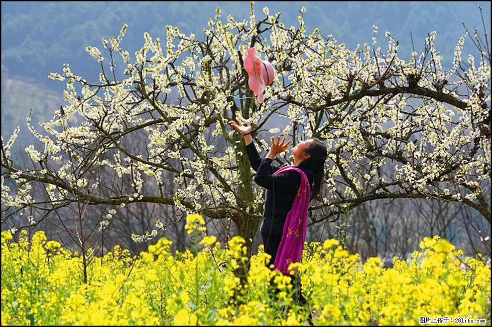 【春天,广西桂林灌阳县向您发出邀请!】长坪村油菜盛情花开 - 游山玩水 - 石家庄生活社区 - 石家庄28生活网 sjz.28life.com