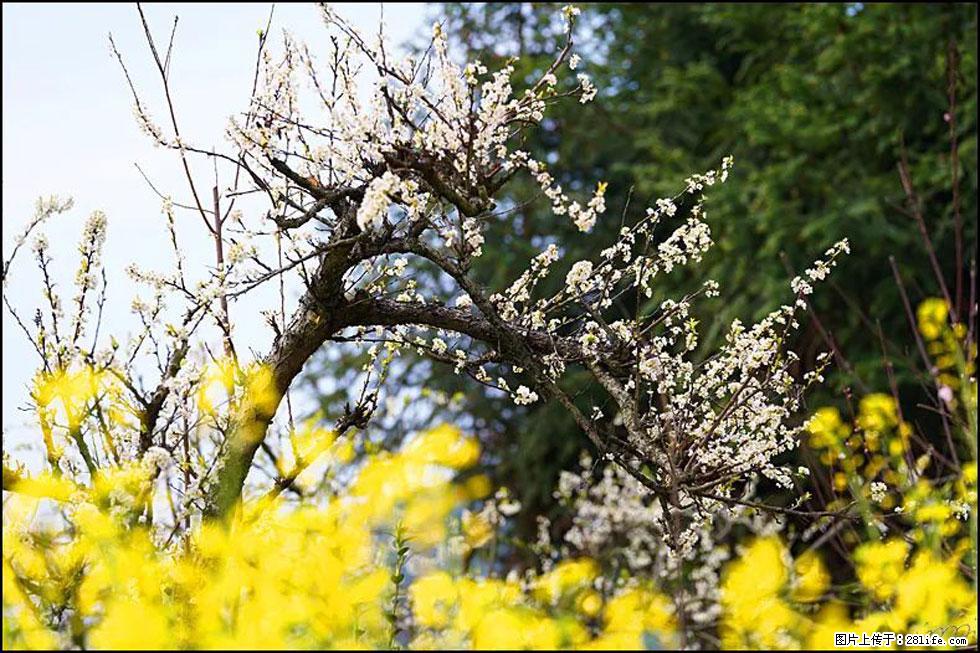 【春天,广西桂林灌阳县向您发出邀请!】长坪村油菜盛情花开 - 游山玩水 - 石家庄生活社区 - 石家庄28生活网 sjz.28life.com