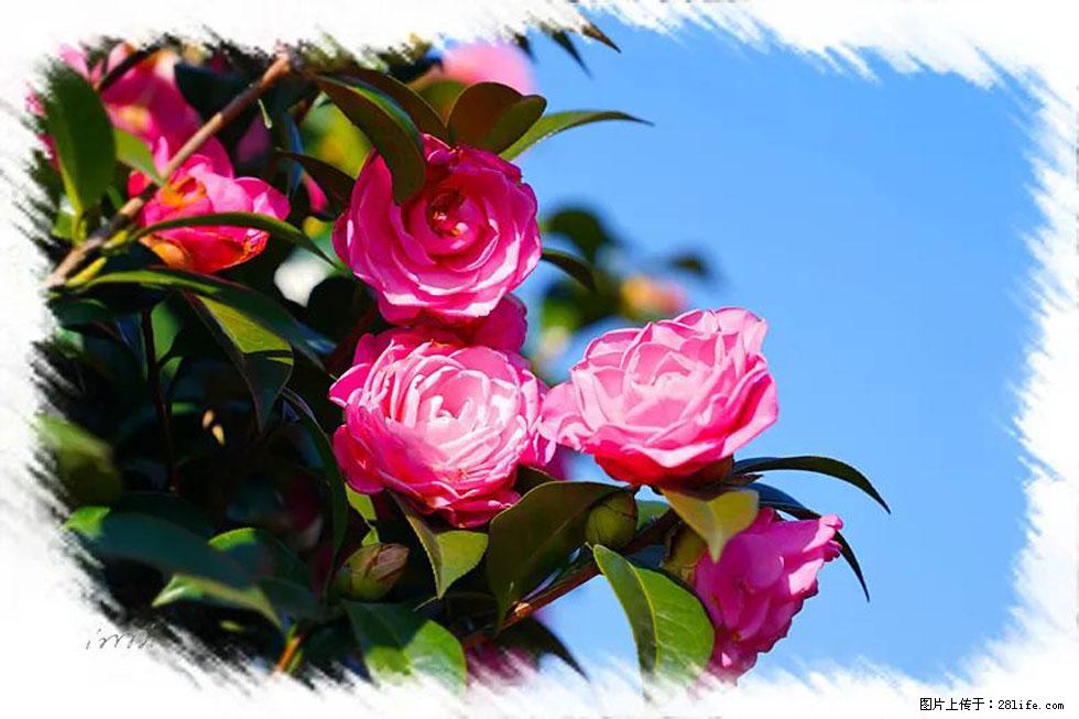 【春天,广西桂林灌阳县向您发出邀请!】杨柳井茶花惹人爱 - 游山玩水 - 石家庄生活社区 - 石家庄28生活网 sjz.28life.com