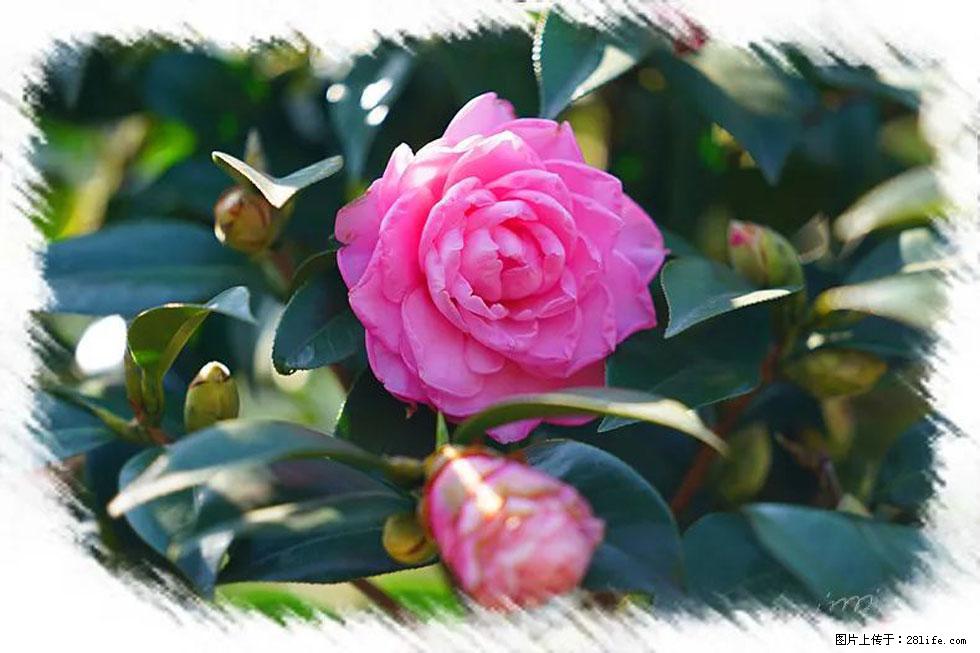 【春天,广西桂林灌阳县向您发出邀请!】杨柳井茶花惹人爱 - 游山玩水 - 石家庄生活社区 - 石家庄28生活网 sjz.28life.com