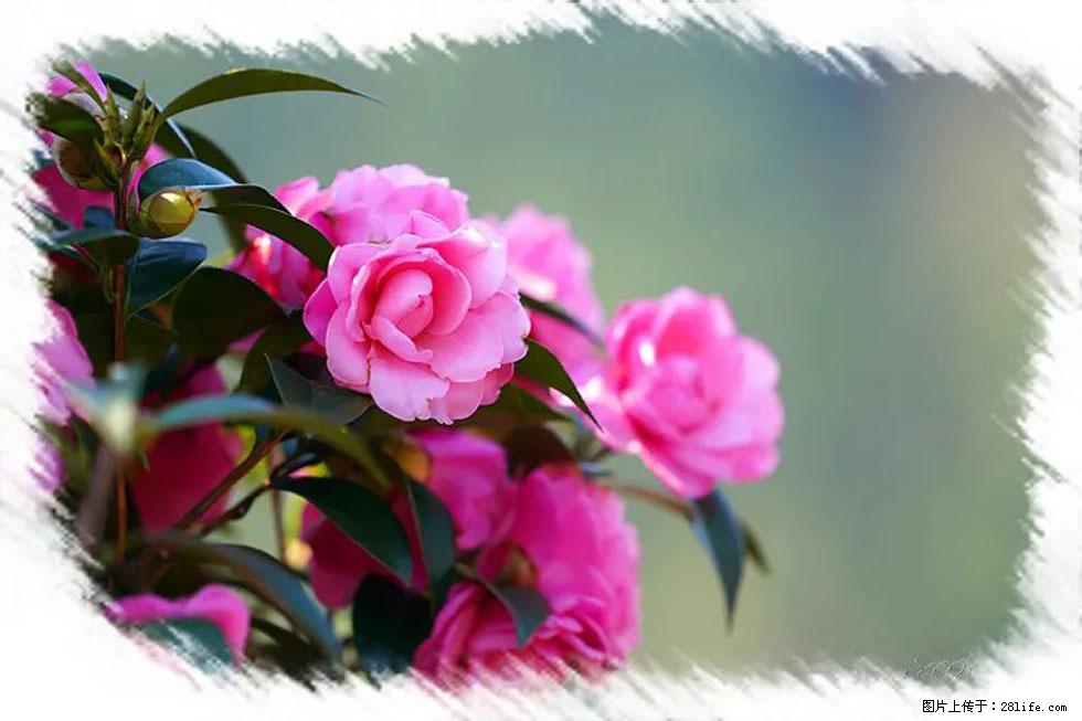 【春天,广西桂林灌阳县向您发出邀请!】杨柳井茶花惹人爱 - 游山玩水 - 石家庄生活社区 - 石家庄28生活网 sjz.28life.com