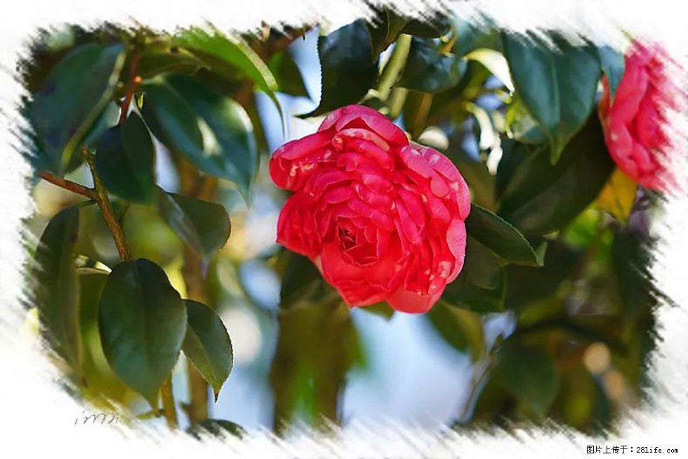 【春天,广西桂林灌阳县向您发出邀请!】杨柳井茶花惹人爱 - 游山玩水 - 石家庄生活社区 - 石家庄28生活网 sjz.28life.com