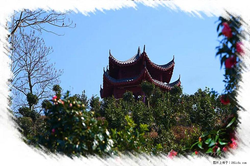 【春天,广西桂林灌阳县向您发出邀请!】杨柳井茶花惹人爱 - 游山玩水 - 石家庄生活社区 - 石家庄28生活网 sjz.28life.com