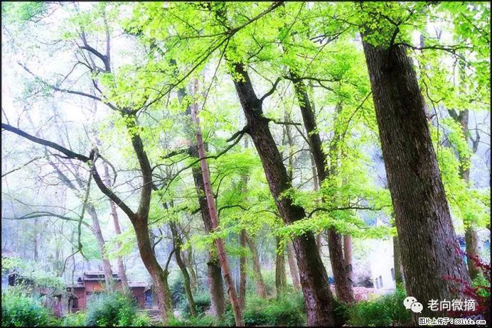 【春天,广西桂林灌阳县向您发出邀请!】在小龙村与春天约会 - 游山玩水 - 石家庄生活社区 - 石家庄28生活网 sjz.28life.com