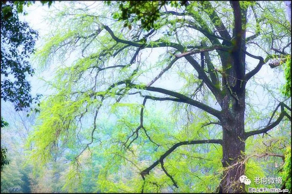 【春天,广西桂林灌阳县向您发出邀请!】在小龙村与春天约会 - 游山玩水 - 石家庄生活社区 - 石家庄28生活网 sjz.28life.com