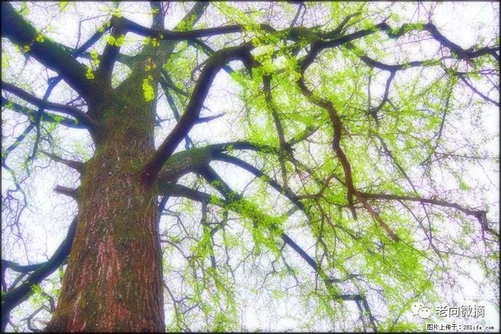 【春天,广西桂林灌阳县向您发出邀请!】在小龙村与春天约会 - 游山玩水 - 石家庄生活社区 - 石家庄28生活网 sjz.28life.com