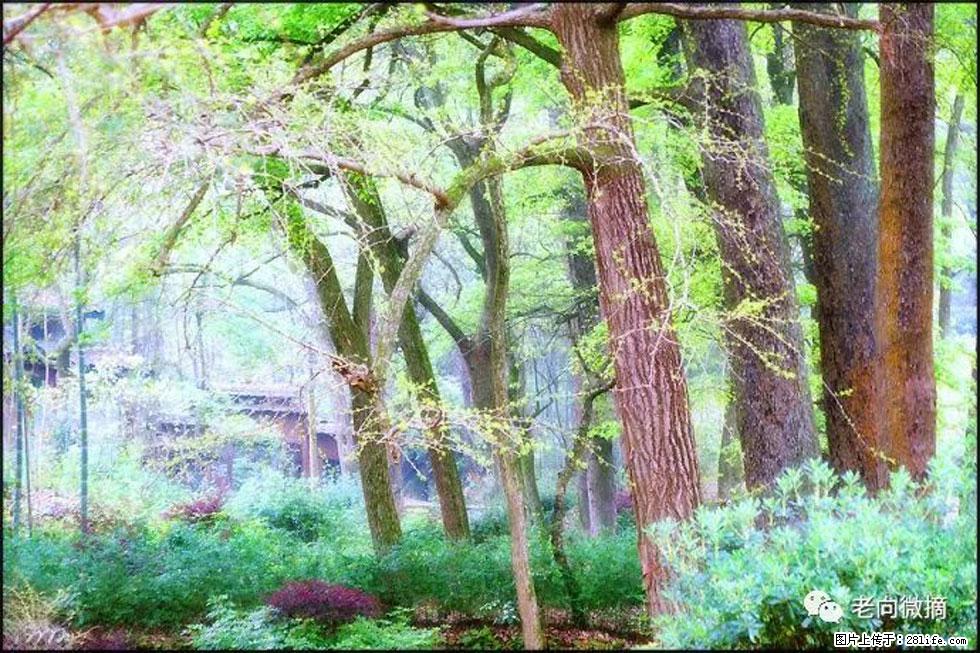 【春天,广西桂林灌阳县向您发出邀请!】在小龙村与春天约会 - 游山玩水 - 石家庄生活社区 - 石家庄28生活网 sjz.28life.com