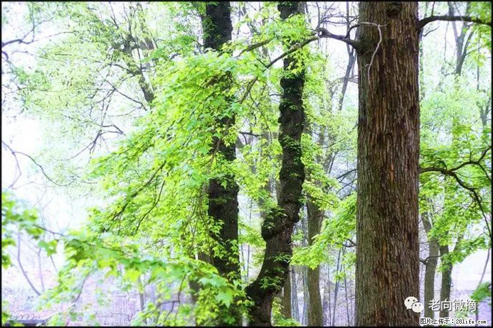 【春天,广西桂林灌阳县向您发出邀请!】在小龙村与春天约会 - 游山玩水 - 石家庄生活社区 - 石家庄28生活网 sjz.28life.com