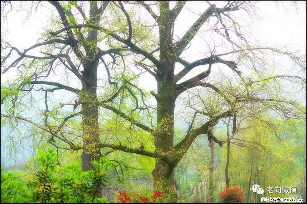 【春天,广西桂林灌阳县向您发出邀请!】在小龙村与春天约会 - 游山玩水 - 石家庄生活社区 - 石家庄28生活网 sjz.28life.com