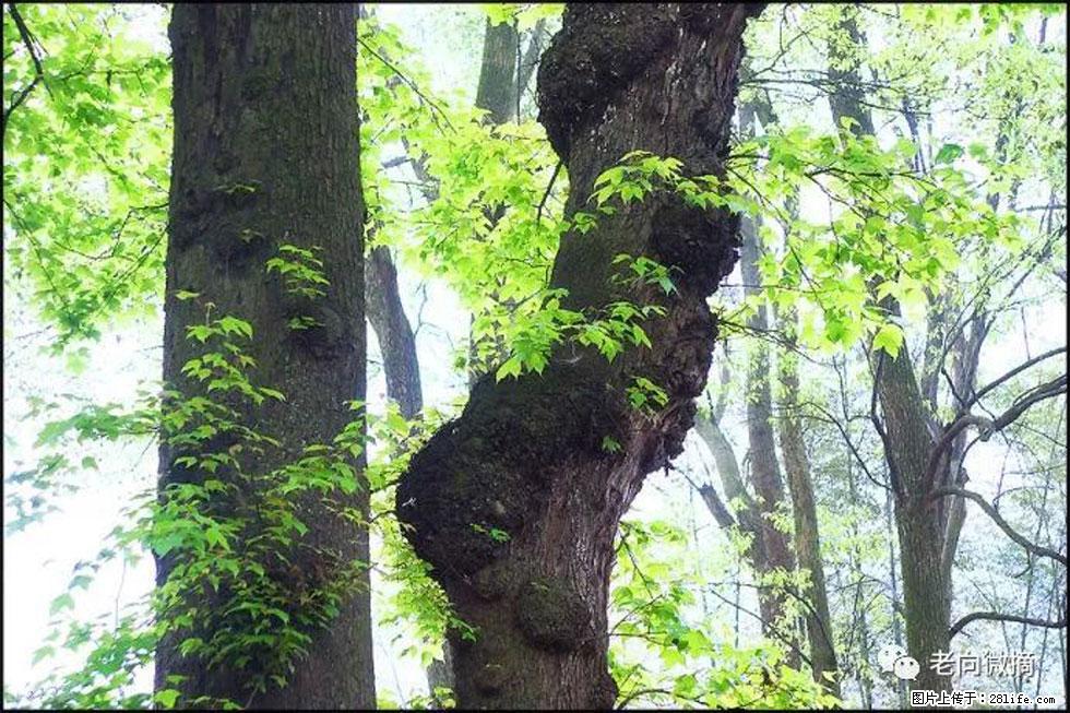 【春天,广西桂林灌阳县向您发出邀请!】在小龙村与春天约会 - 游山玩水 - 石家庄生活社区 - 石家庄28生活网 sjz.28life.com