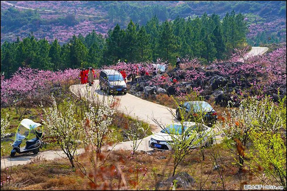 【春天,广西桂林灌阳县向您发出邀请!】望月岭上桃花开 - 游山玩水 - 石家庄生活社区 - 石家庄28生活网 sjz.28life.com