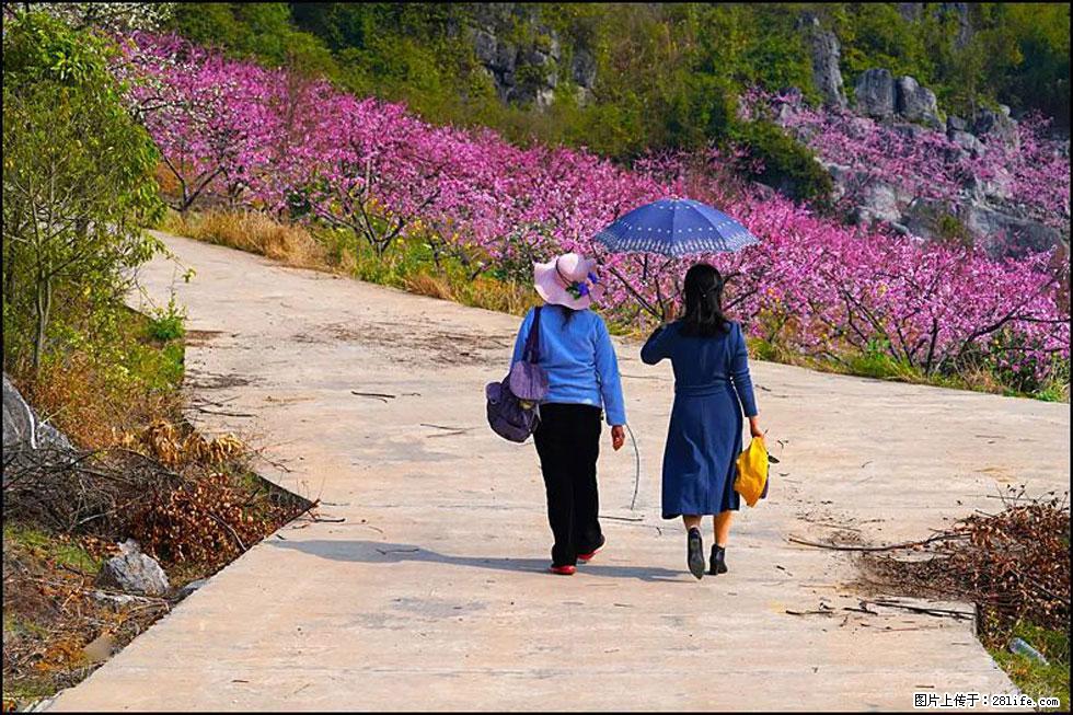 【春天,广西桂林灌阳县向您发出邀请!】望月岭上桃花开 - 游山玩水 - 石家庄生活社区 - 石家庄28生活网 sjz.28life.com