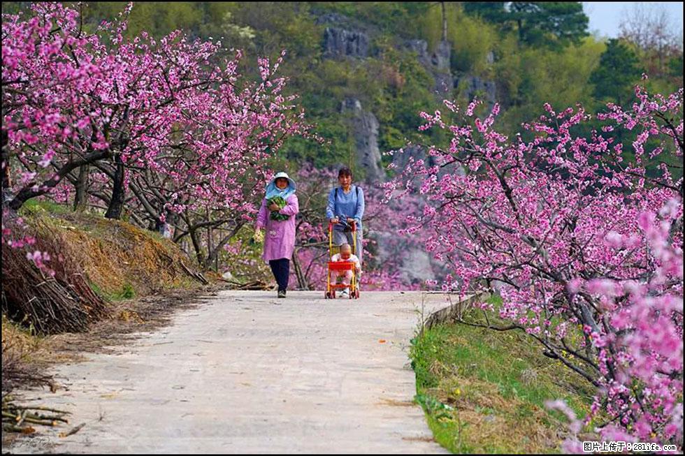 【春天,广西桂林灌阳县向您发出邀请!】望月岭上桃花开 - 游山玩水 - 石家庄生活社区 - 石家庄28生活网 sjz.28life.com