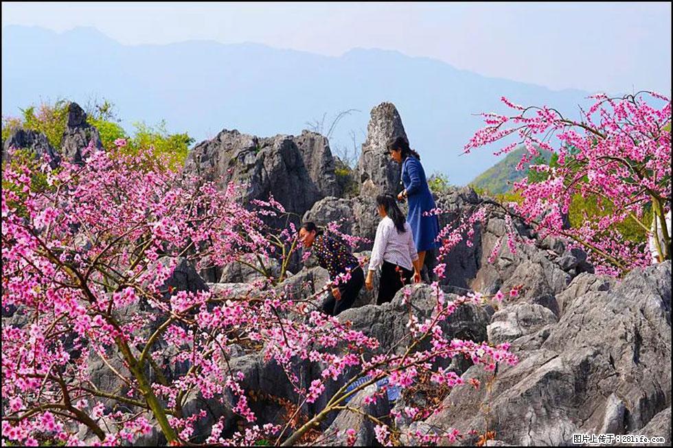 【春天,广西桂林灌阳县向您发出邀请!】望月岭上桃花开 - 游山玩水 - 石家庄生活社区 - 石家庄28生活网 sjz.28life.com