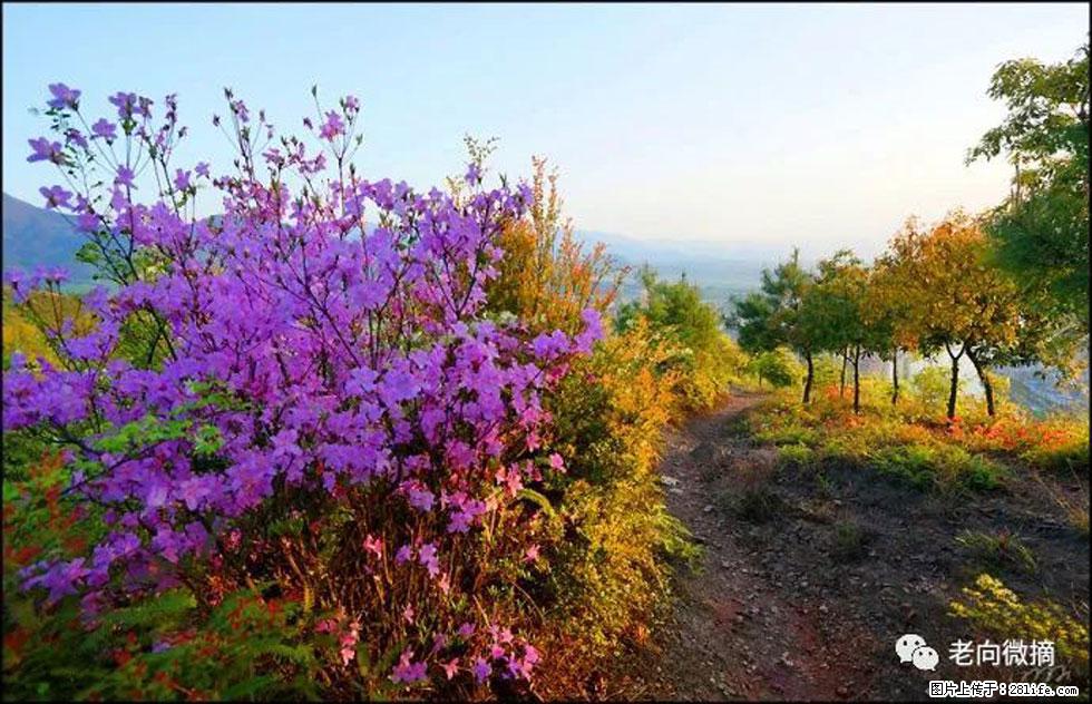 【春天,广西桂林灌阳县向您发出邀请!】登麒麟山,相约映山红 - 游山玩水 - 石家庄生活社区 - 石家庄28生活网 sjz.28life.com