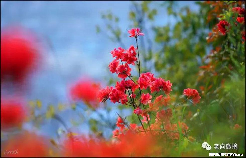 【春天,广西桂林灌阳县向您发出邀请!】登麒麟山,相约映山红 - 游山玩水 - 石家庄生活社区 - 石家庄28生活网 sjz.28life.com