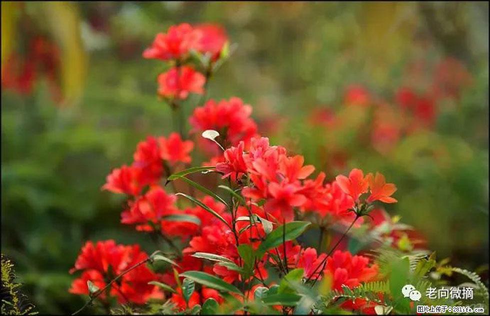 【春天,广西桂林灌阳县向您发出邀请!】登麒麟山,相约映山红 - 游山玩水 - 石家庄生活社区 - 石家庄28生活网 sjz.28life.com