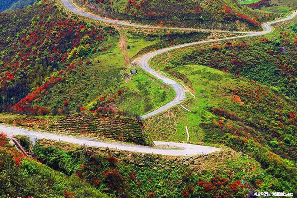 【春天,广西桂林灌阳县向您发出邀请!】春木界上映山红 - 游山玩水 - 石家庄生活社区 - 石家庄28生活网 sjz.28life.com