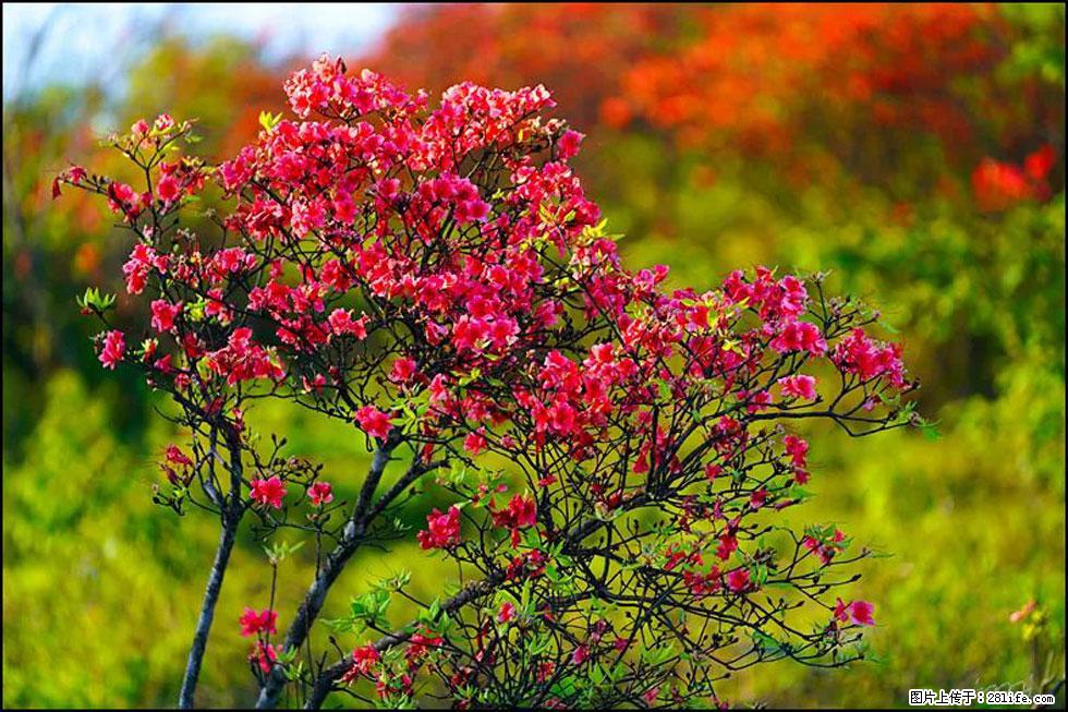 【春天,广西桂林灌阳县向您发出邀请!】春木界上映山红 - 游山玩水 - 石家庄生活社区 - 石家庄28生活网 sjz.28life.com
