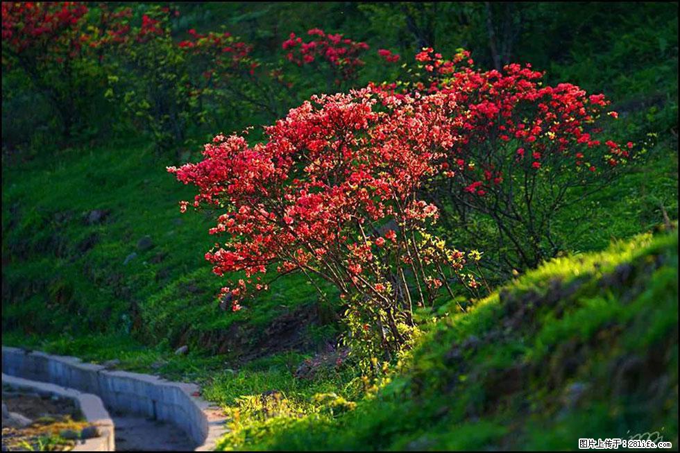【春天,广西桂林灌阳县向您发出邀请!】春木界上映山红 - 游山玩水 - 石家庄生活社区 - 石家庄28生活网 sjz.28life.com