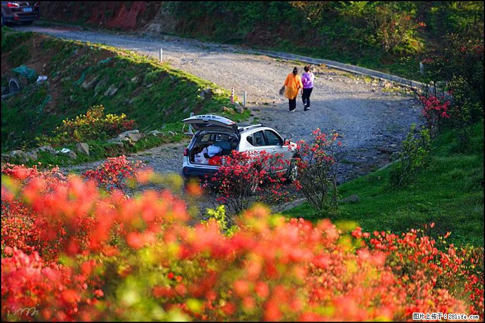 【春天,广西桂林灌阳县向您发出邀请!】春木界上映山红 - 游山玩水 - 石家庄生活社区 - 石家庄28生活网 sjz.28life.com