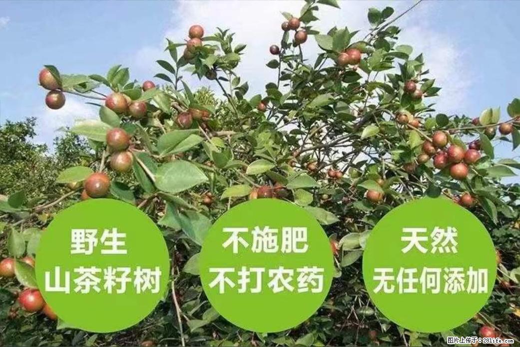 【灌阳县油茶产业示范区】一个有着充实的精神生活的人,对待身外之物自会有一种淡泊的态度 - 土特产 - 饮食特产 - 石家庄分类信息 - 石家庄28生活网 sjz.28life.com