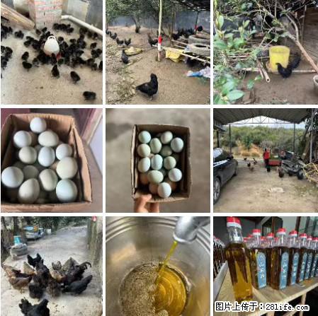 油茶园从小鸡仔开始养起的纯土鸡、土鸡蛋可以预定啦!还有前几天刚榨的纯山茶油哦 - 美食天地 - 石家庄生活社区 - 石家庄28生活网 sjz.28life.com